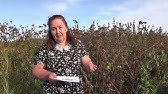 КОРЕНЬ ПОДСОЛНЕЧНИКА || ПОДСОЛНУХ || Польза качество применение - YouTube