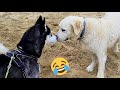 Así reacciona un husky en la playa cuando conoce a un Labrador y muchos perros más ¿Se harán amigos?