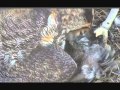 Hungry Owlets: Savannah Great Horned Owls