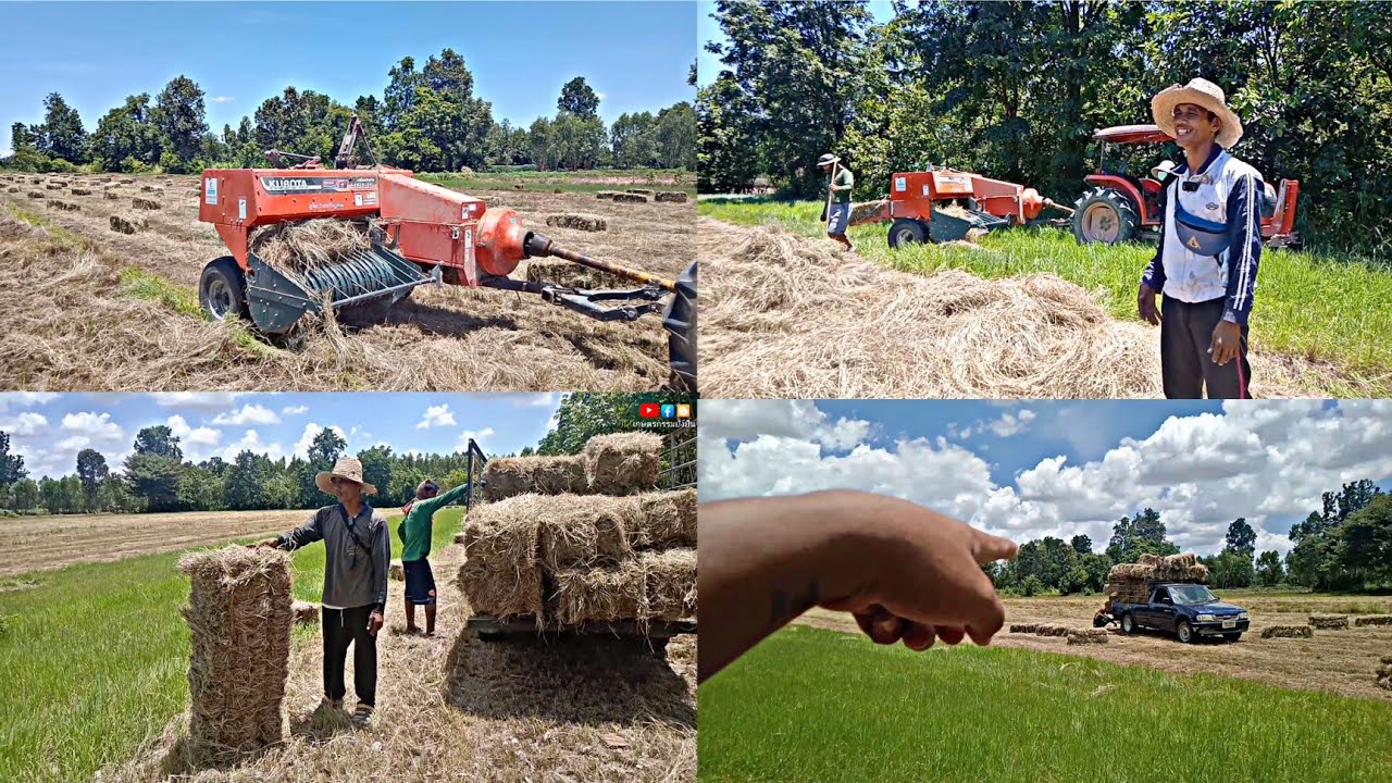 คนบ้าปลูกหญ้า!! ตัดยางพารามาปลูกหญ้าเลี้ยงวัว I หญ้าแพงโกล่าอัดก้อน