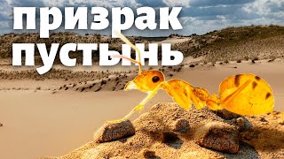 видео: Отправился в пустыню на поиски редких муравьёв! Cataglyphis pallida - призрак Валдайского оледенения картинка: Отправился в пустыню на поиски редких муравьёв! Cataglyphis pallida - призрак Валдайского оледенения