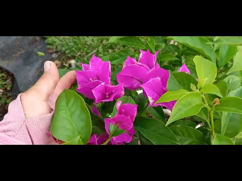 Video 20.09 zalo 0939.328.261 Thái 1 cột 5m,cẩm thạch 3 đến... - youtube