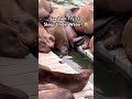 Sea Lion Sleeps With Head Underwater! 😱 #shorts