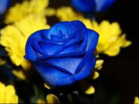 Rabbani - Solla Ala Yassin