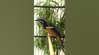 Tembakan cucak cungkok tajam speed rapat untuk masteran