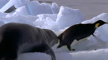Leopard Seal Kills Emperor Penguin | Blue Planet | BBC Earth