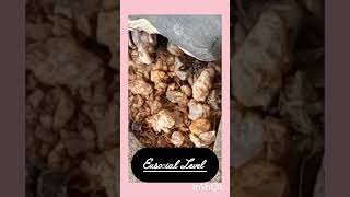 #Short #YoutubeShort #ComponotusGenus #Myrmecology #Entemology #Minibeasts