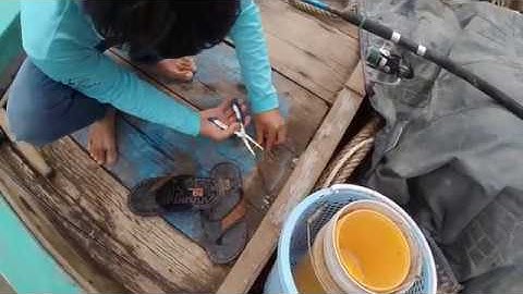 Câu Cá Biển Trên Cửa Biển Cần Giờ - Bắt Cá Lạ lần đầu thấy  |Fishing Special fish #15