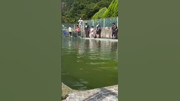 Cá chép không ăn sống được 30 năm? #shorts