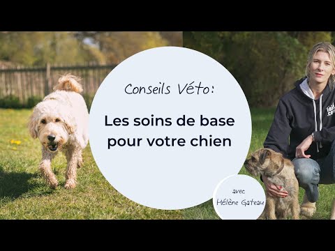 Les soins de base pour votre chien