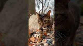 Last Walk (Before It Got Cold Outside) 💔 #Cat #Cats #Outdoorsavannahmti