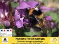 Insectes pollinisateurs  diversit biologie et cologie 12