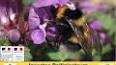 Les abeilles, les insectes pollinisateurs essentiels ile ilgili video