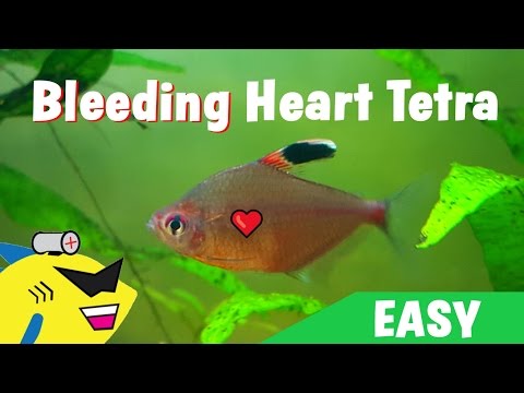 GREAT BEGINNER FISH: Bleeding Heart Tetra - Care Guide