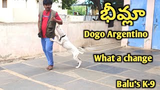 భీమ్లా | Dogo Argentino | what a change in training @BalusK9Dogtraining #viral #support#dogs