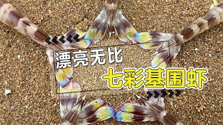 Download Lagu 起大早出來趕海，抓到七彩基圍蝦，還碰到相互擁抱的蟹老闆！ 【海邊小鬥】 MP3