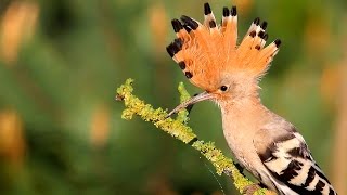 Hoopoe birds in spring