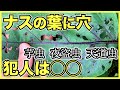 【家庭菜園の害虫】ナスの葉に穴が空いている原因は？芋虫？夜盗虫？テントウムシ？【野菜に潜むそっくりな虫に気をつけよう】