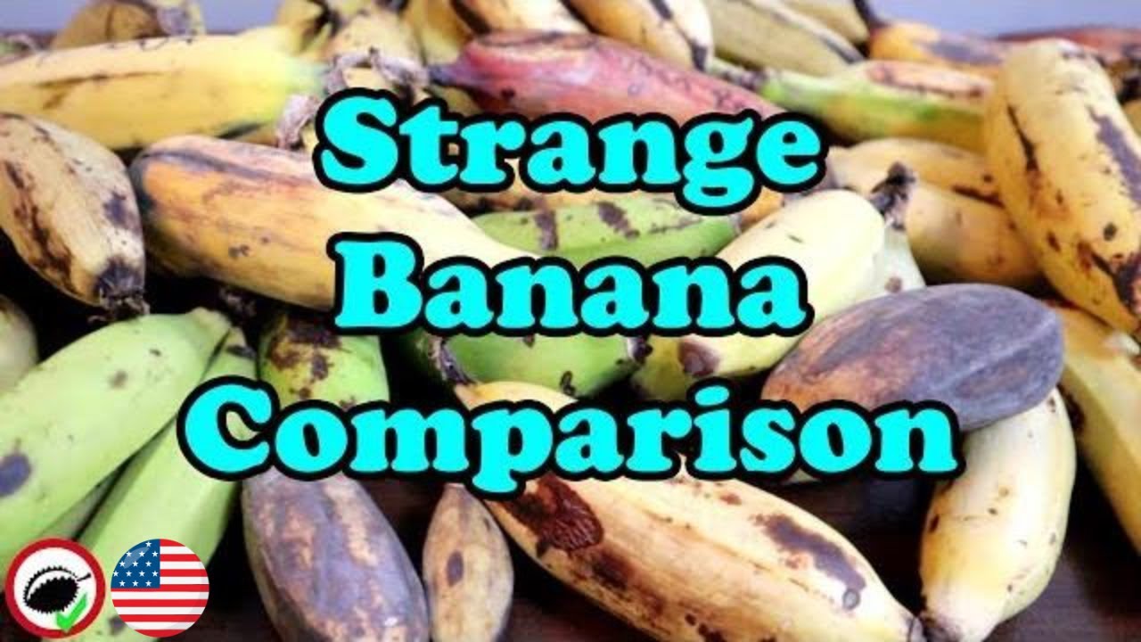 Strange Banana Comparison Weird Fruit Explorer Ep 347 Youtube