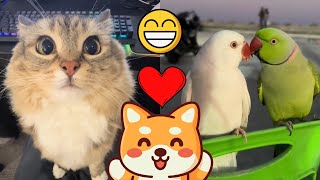 Funny Pets videos for you! 💖 Funny animals