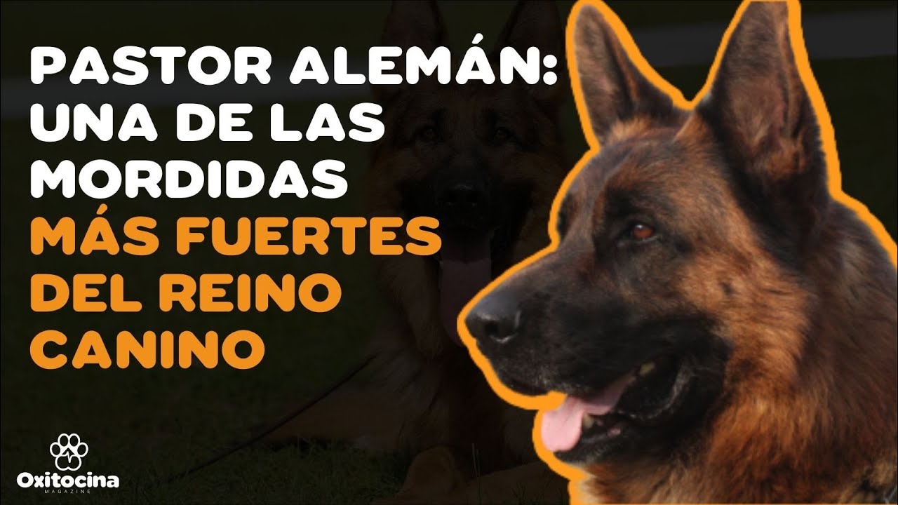 Perro pastor alemán