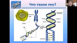Ген биология 9. Строение ДНК И хромосом. Строение Гена ДНК. Строение ДНК хромосомы гены. Ген это в биологии.