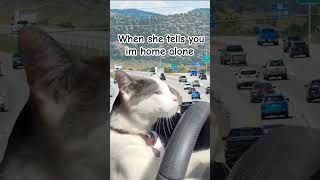 🚗💨💨 #alone #driving #cat #omw #jowellyrandy #watusi