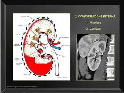 Apparato Urinario. Cenni di Embriologia e Anatomia.  Gian Carlo Mazza