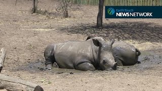 Rescued rhinos frolic in a mud bath