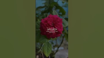#تلاوات #آيات #القرآن_الكريم #قرآن #تلاوة #قران_كريم #تلاوات_خاشعة #قران #تلاوة_خاشعة #القرآن #quran