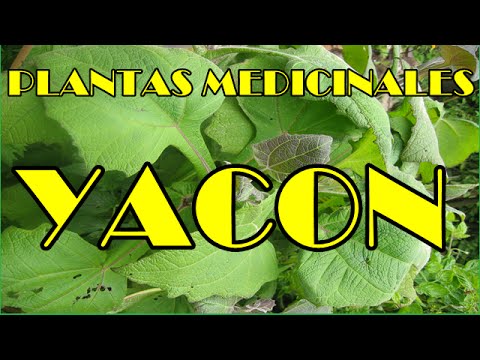 ቪዲዮ: ያልተለመደ የአትክልት Yacon. በማደግ ላይ