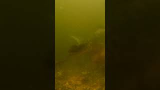 Big carp hooked in front of the under water camera. fishing shortsfeed carpfishing