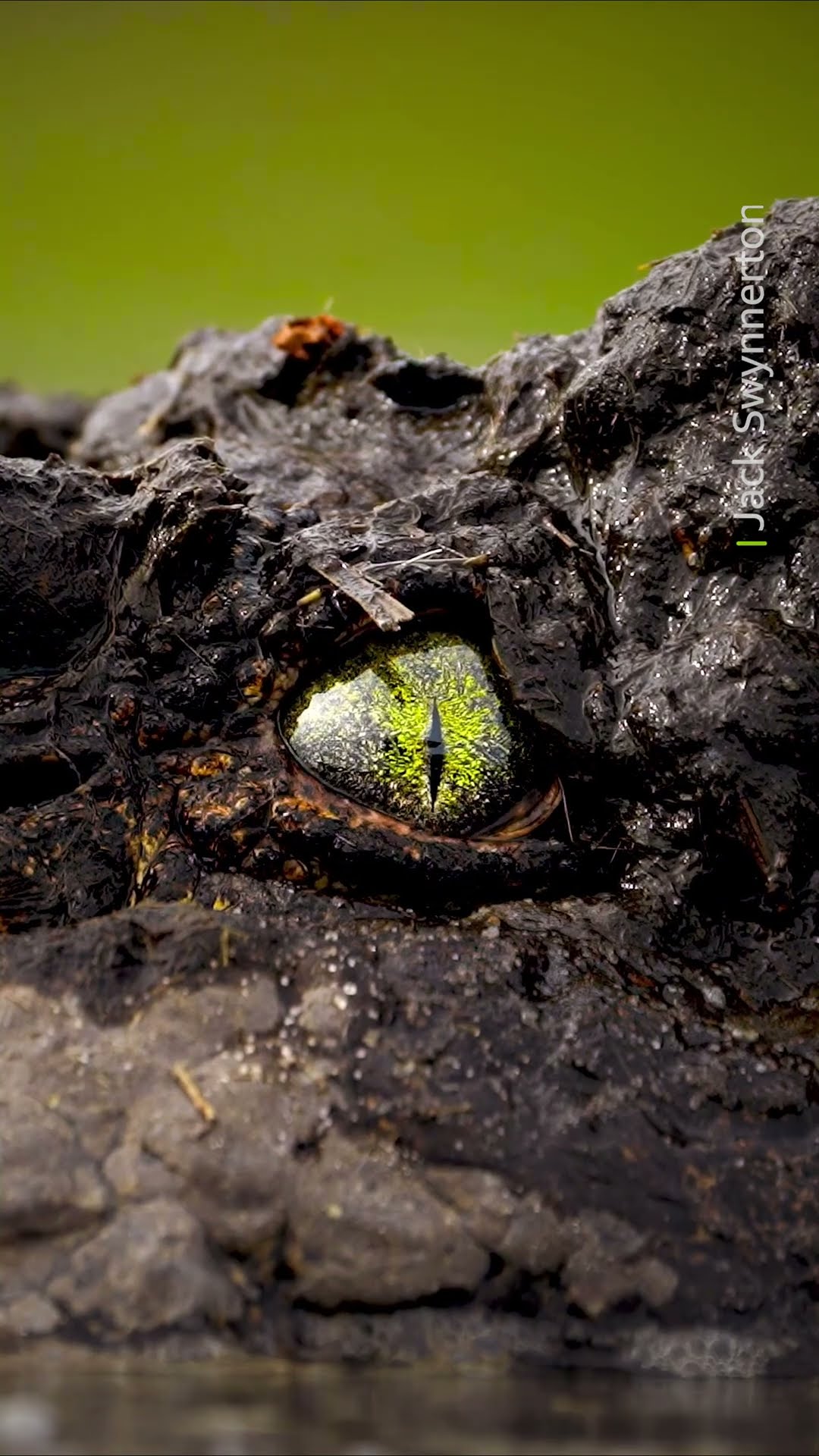 The art of lurking ? #CrocodileEyes #Reptiles #WildlifeFacts