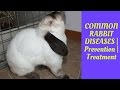 COMMON RABBIT DISEASES | Prevention | Treatment