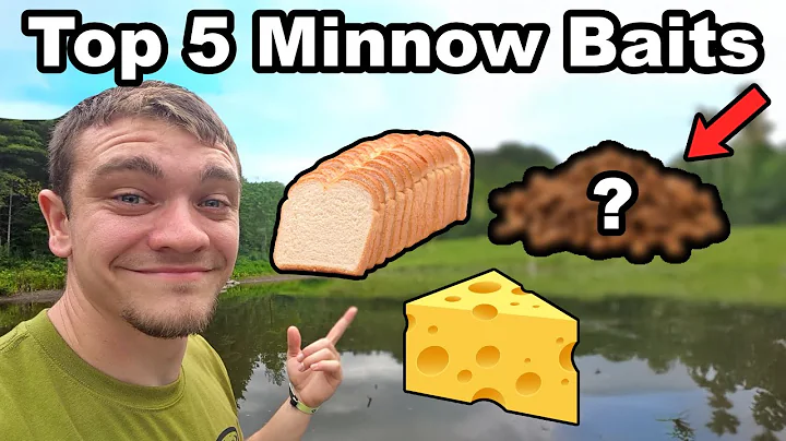 Top 5 Minnow Trapping baits for Beginners!