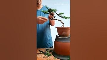 Thử Uốn cây như trên mạng và cái kết #Shorts