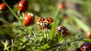 This is how Ladybugs dry their wings 🌿🐞🌿 screenshot 1