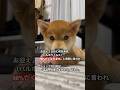 お迎え2日目で病気が発覚しました。 #パルボウイルス #柴犬 #豆柴 #クーアンドリク