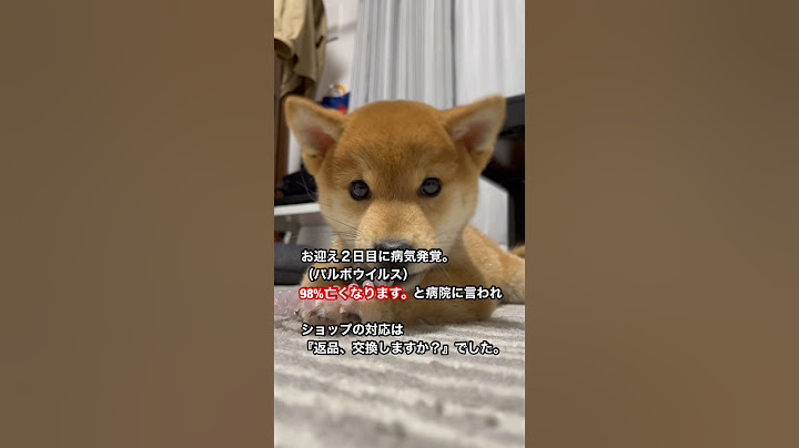 お迎え２日目で病気が発覚しました。　#パルボウイルス　#柴犬 #豆柴 #クーアンドリク