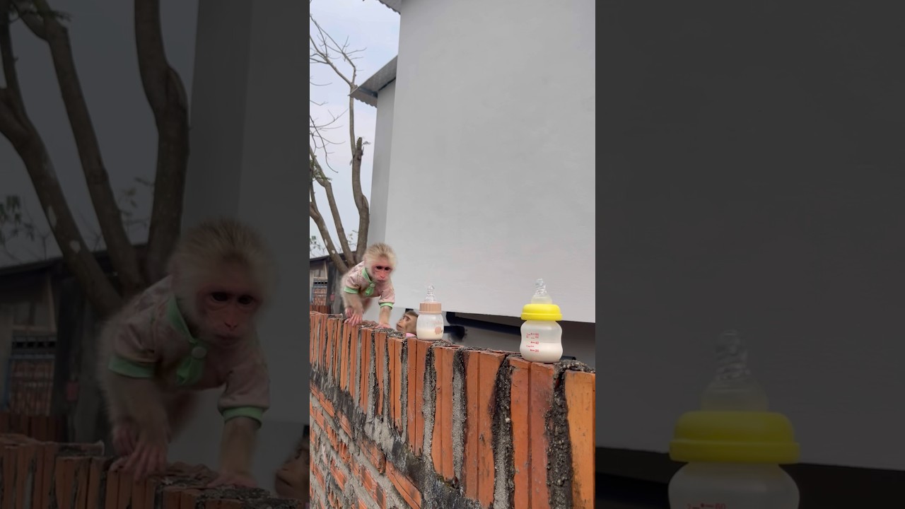 Милая обезьянка