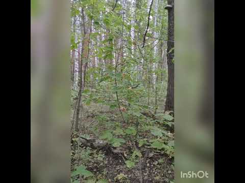 Отличие ложных опят от опенка сьедобного