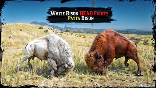 Legendary White Bison Fights Legendary Payta Bison ▶️ Ultra RARE Event Red Dead Redemption 2