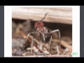 Ants and Termites: A Comparative Study