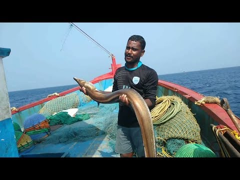 அற்புத கடல் உயிரினங்கள் /  Amazing sea creatures - உங்கள் மீனவன்