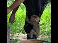 #baby monkey #baby monkeys #baby monkey Attacked #baby monkey crying #new born baby monkey