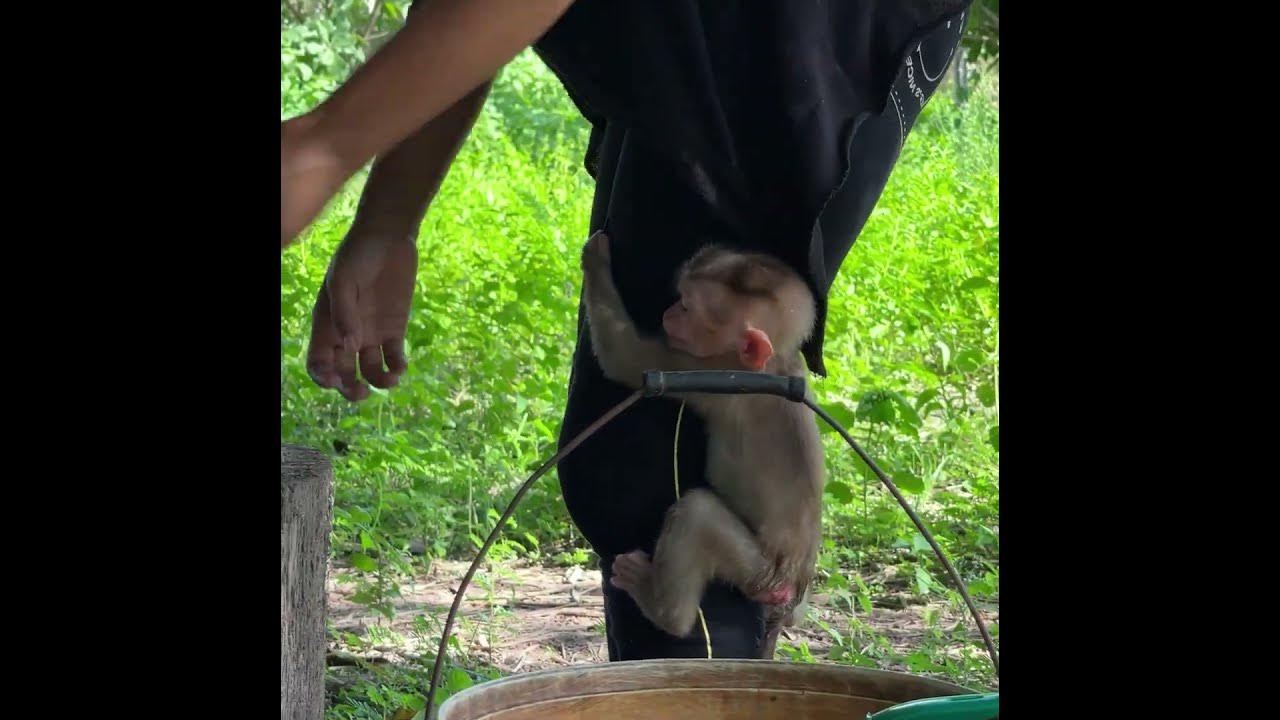 #baby monkey #baby monkeys #baby monkey Attacked #baby monkey crying #