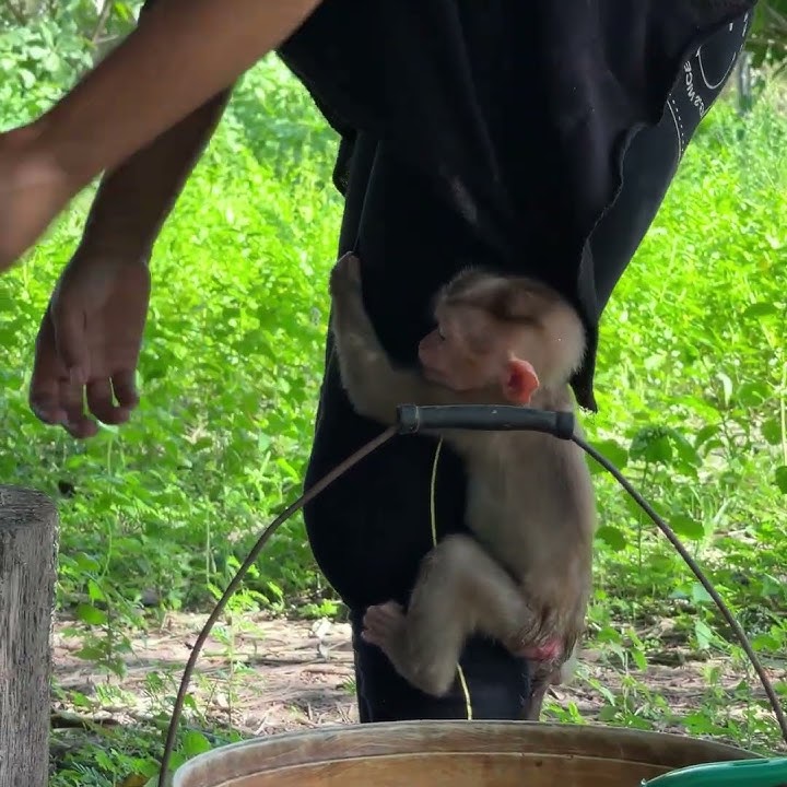 #baby monkey #baby monkeys #baby monkey Attacked #baby monkey crying #new born baby monkey