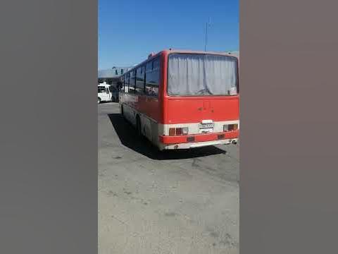 ikarus 256 Y467KX23 в белореченске автовокзал 27 августа краснодар ...