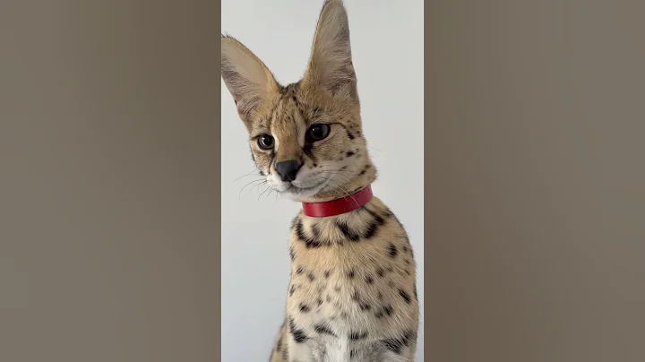 Watch the video about Leona purr❤️ 6 months old serval cat purr #serval #cat #savannahcat