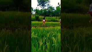 The Beauty Of Arakan ❤️ #arakan #agriculture #myanmar #rurallife  #nsak screenshot 2